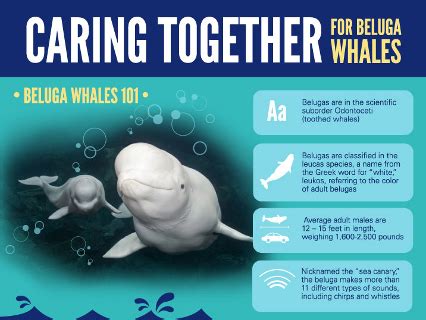 Beluga Whales Facts For Kids | Kids Matttroy