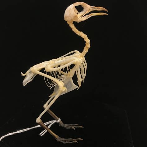 Cute, Barred buttonquail, real bird skeleton (6 ), available at Natur