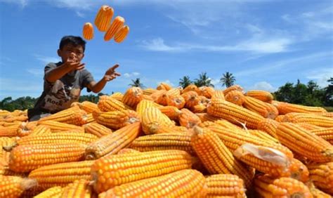 Panen Jagung Nusantara, Bukti pasokan Jagung Melimpah