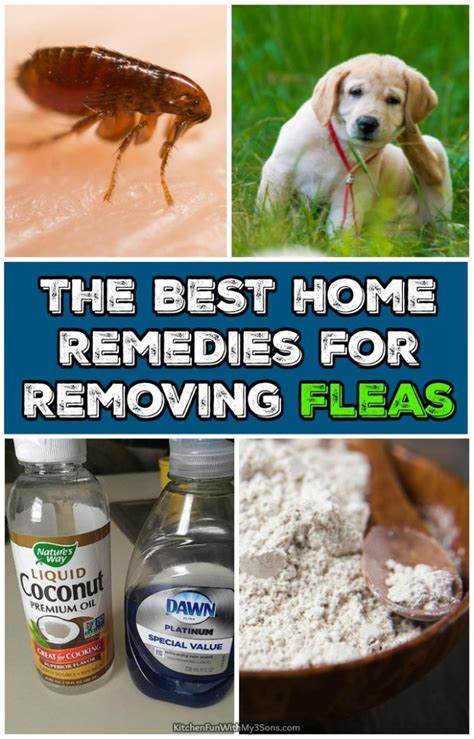 The BEST Home Remedies for Removing Fleas that actually work! | Flea ...