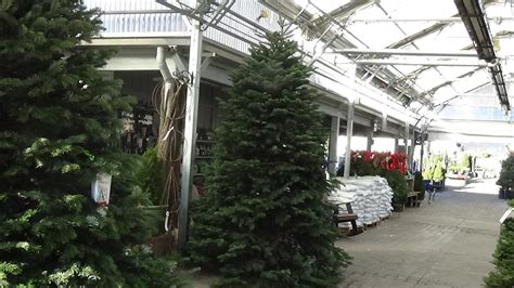 Christmas Trees Arrive at the Garden Center - YouTube