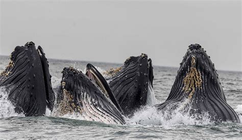 Why whale-watching guidelines should include boat noise | Adventure.com