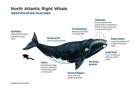 NORTH ATLANTIC RIGHT WHALE