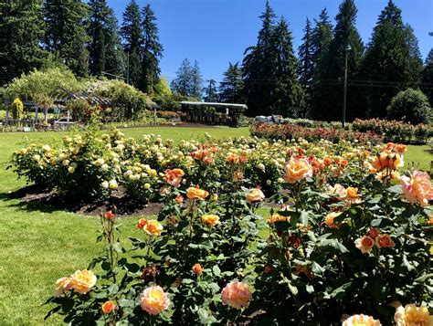 Rose Garden | So many gorgeous roses. Stanley Park Rose Gard… | Flickr