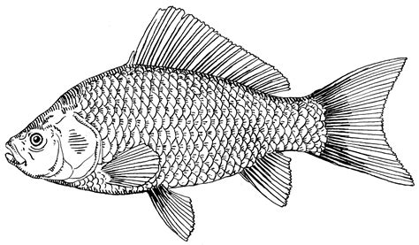 fish drawing - Google Search | Fish drawings, Fish drawing images, Fish ...