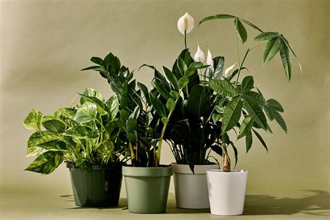 5 Best Indoor Plants For Bathroom - Down Town By Starck