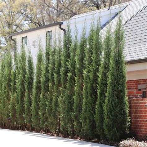 Taylor Juniper Trees for Sale in 2024 | Juniper tree, Privacy trees ...