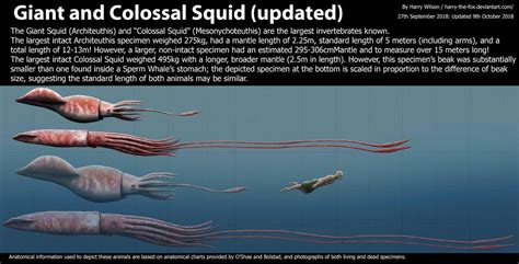 Giant Squid and Colossal Squid Size by Harry-the-Fox ...