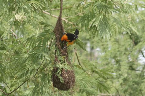 altamira oriole at nest | jessica lowery | Flickr