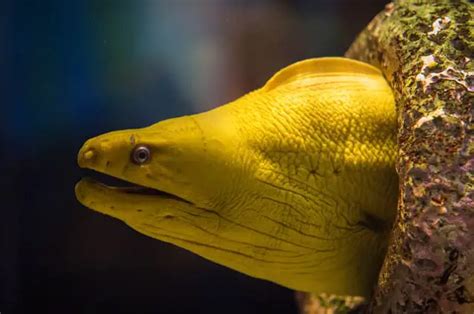 Moray Eel - Description, Habitat, Image, Diet, and Interesting Facts