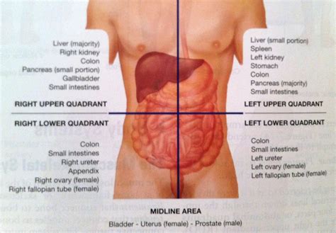 Abdominal Quadrants: Short Overview | My School Lights | Nursing school ...