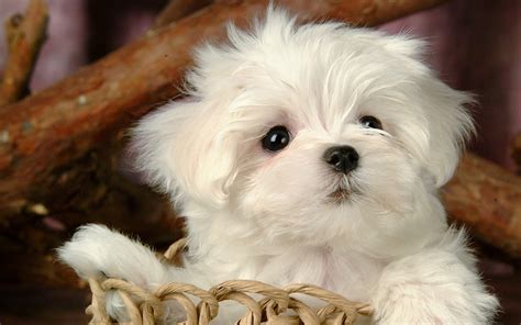 63+ Maltese White Puppy Dog - l2sanpiero