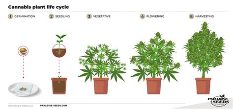 A breakdown of the cannabis growing stages - Paradise Seeds