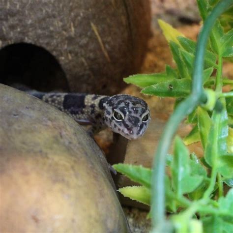 Leopard Gecko - Hatchlings - Eublepharis macularius - Evolution Reptiles