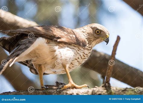 Cooper s Hawk stock photo. Image of outdoors, hunter - 54857436