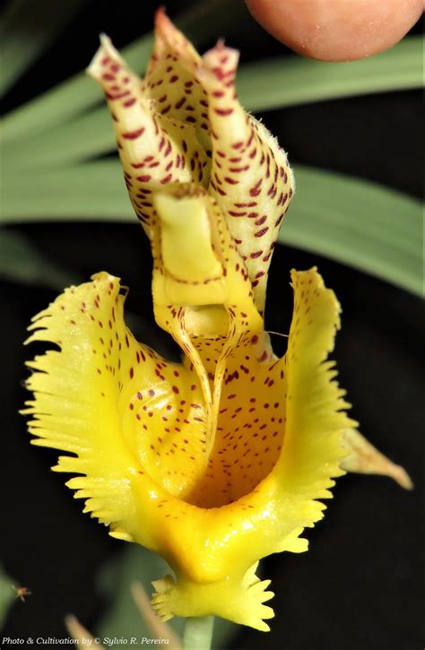 Catasetum fimbriatum - a photo on Flickriver