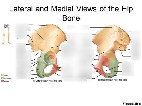 os coxa- ilium and acetabulum Diagram | Quizlet