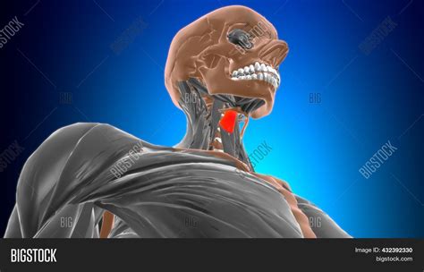 Thyrohyoid Muscle Image & Photo (Free Trial) | Bigstock