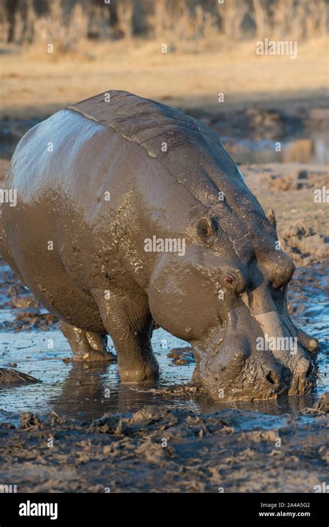 Mud hippo hippopotamus hi-res stock photography and images - Alamy