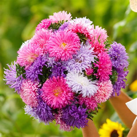 Aster Seeds (Heirloom) | Shop 1 Varieties | Eden Brothers