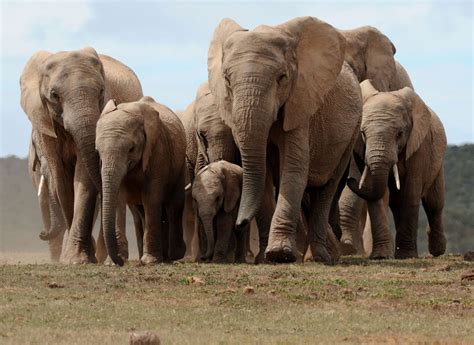 Elephant herd razes 500-kilometer Route of destruction Following ...