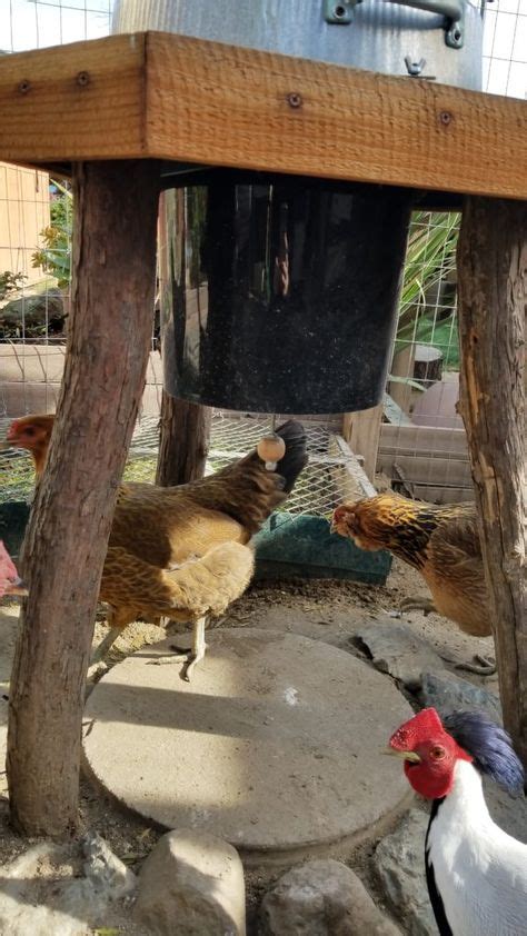 DIY Rat Proof Chicken Feeder | Homemade chicken feeder, Chicken feeder diy