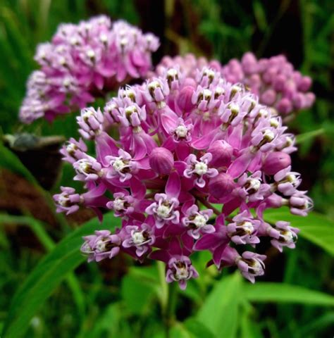 Native Perennials for Wet Soil