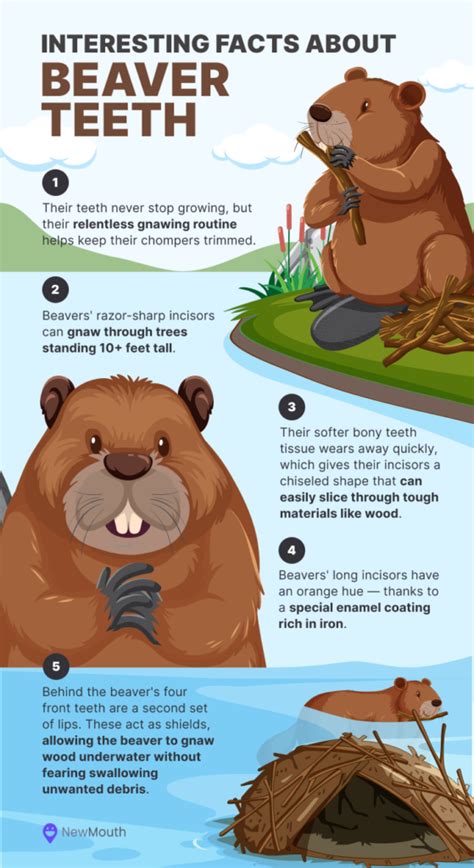 6 Interesting Facts about Beaver’s Teeth