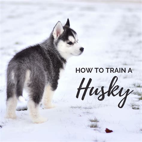 5 Key Principles of Training a Husky - PetHelpful