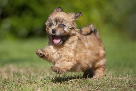 20 Popular & Cute Small Dog Breeds – SheKnows