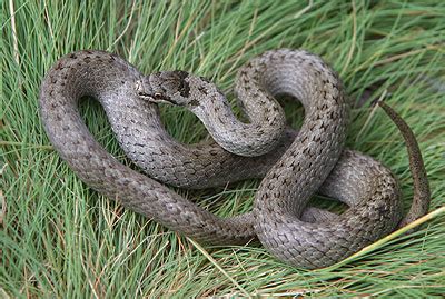 Smooth Snake - Coronella austriaca