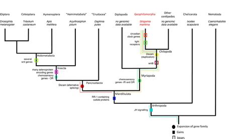 Arthropod phylogenetic tree (with nematode outgroup) showing selected ...