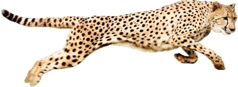 Free Cheetah Transparent, Download Free Cheetah Transparent png images ...