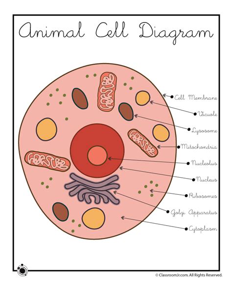 Animal Cell Diagram | Woo! Jr. Kids Activities : Children's Publishing ...