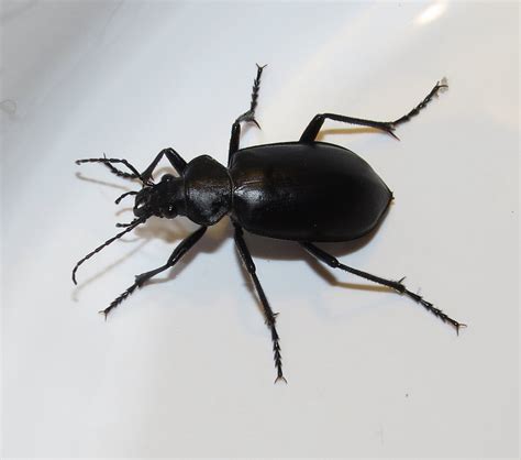 Bug Eric: ID Tip: Ground Beetle or Darkling Beetle?