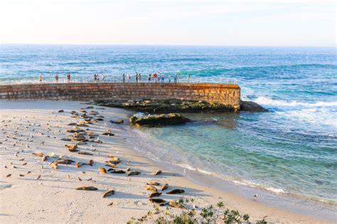 La Jolla Seals and Sea Lions: Exactly How to Visit [Map] - La Jolla Mom