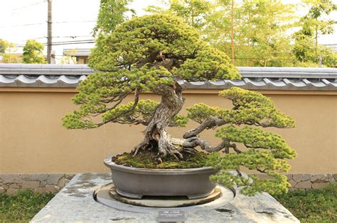 How To Care For Outdoor Bonsai Trees - Bonsai Tree Gardener