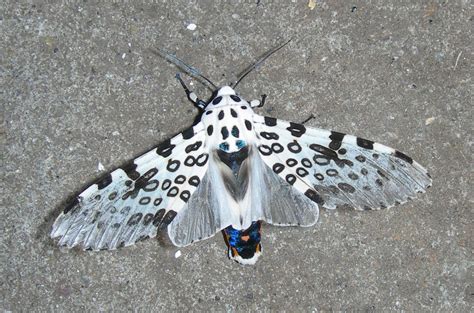 Leopard Moth Life Cycle