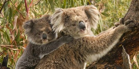 Baby koala giving filmmaker a hug might be peak cuteness