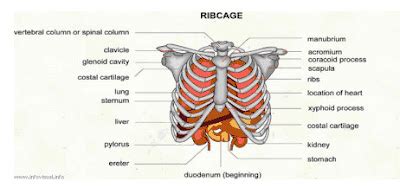 Stomach Pain Just Below Sternum