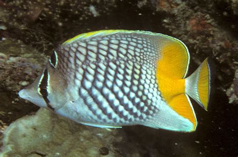 Fish Index: Pearlscale Butterflyfish (Chaetodon xanthurus)