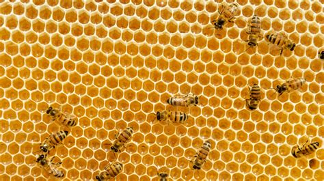 Bee on a Honeycomb - campestre.al.gov.br