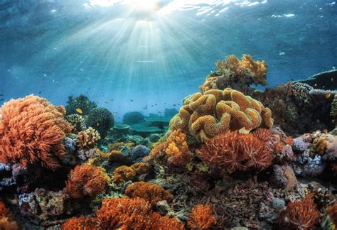 Coral Reef Ecosystem Living Components - lovinbeautystuff