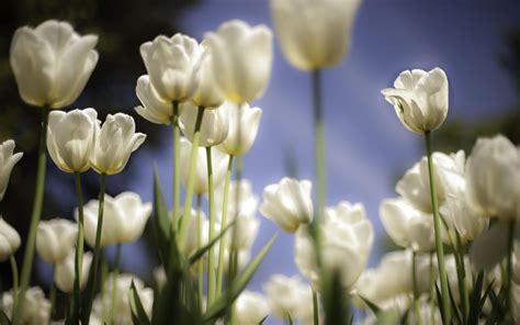 White tulips wallpaper | White tulips, Flower desktop wallpaper, Tulips