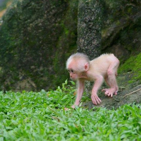 macaque stump-tailed 03 | Macaque, Primates, Stumped