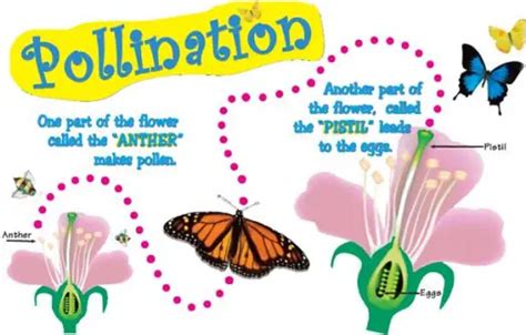 Pollination and Fertilization Facts for Kids