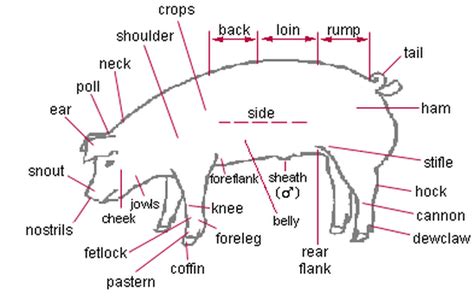 Pig Anatomy Labeled