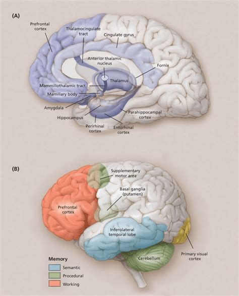 (A) Areas of the brain significantly involved in episodic memory, shown ...