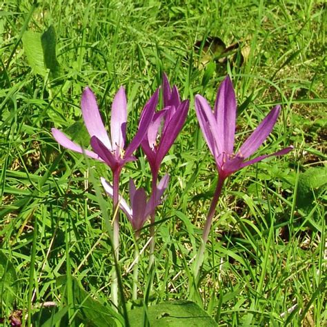 Colchicum autumnale