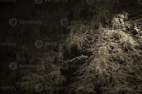 Snow at night in trees. 14252907 Stock Photo at Vecteezy